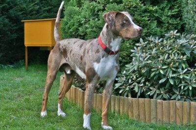 Louisiana_Catahoula_Leopard_Dog_-_Red_Leopard.jpg