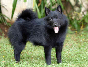 schipperke-0043.jpg