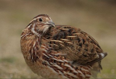 Coturnix_Quail2.jpg