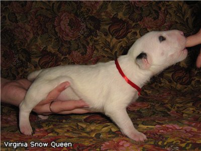 Virginia Snow Queen.jpg