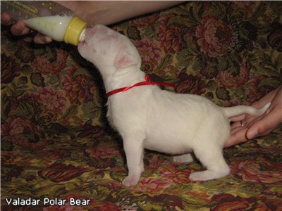 Valadar Polar Bear.jpg