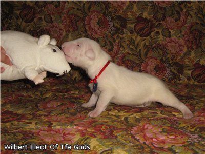 Wilbert Elect Of Tfe Gods.jpg