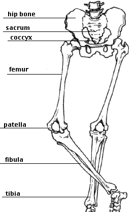 fibula-tibia.gif