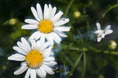 _MG_4614a.jpg