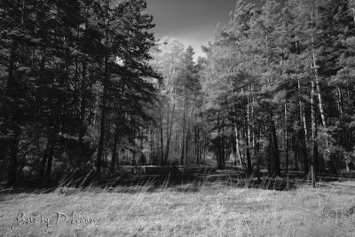 IR_14_05_2011_07.jpg