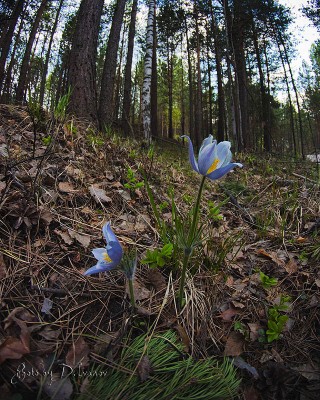 Last snowdrop.jpg