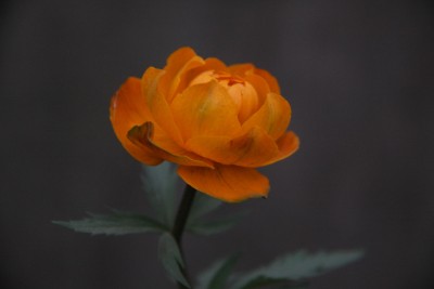 IMG_2694.JPG