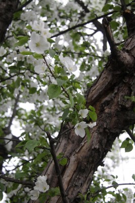 IMG_2623.JPG