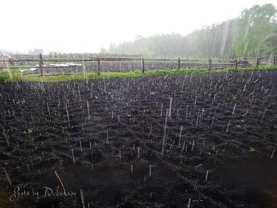 In a rain_01.jpg