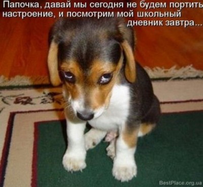 бигль.jpeg