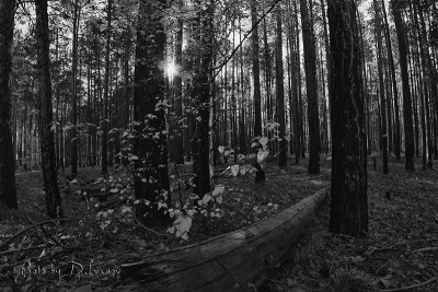 _MG_9978.jpg