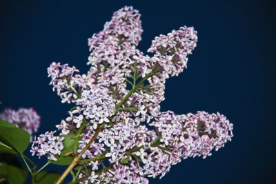 IMG_5685.jpg