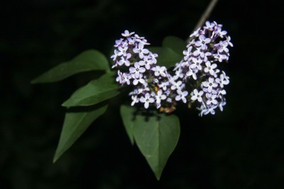 IMG_5677.jpg