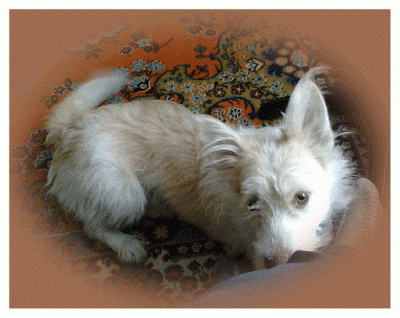 IMG0018A (2).gif