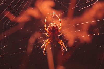 In wait (Araneus diadematus).jpg