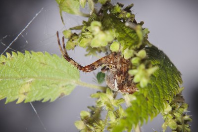 In wait (Araneus diadematus) #2.jpg