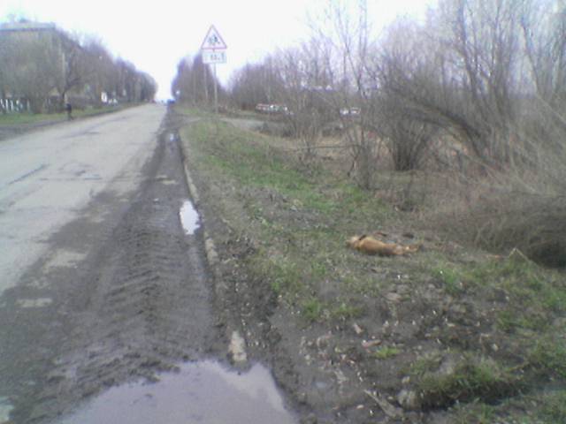 Dog-kill-2.jpg
