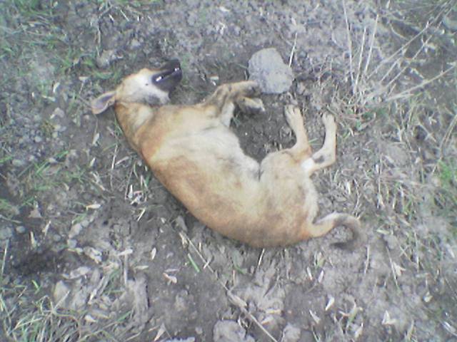 Dog-kill-1.jpg