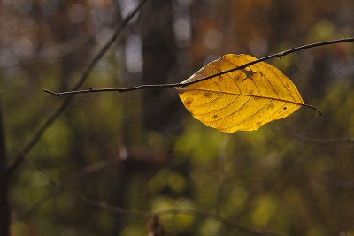 _MG_8084s.jpg