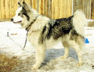 1262951540_jakut-laika.jpg