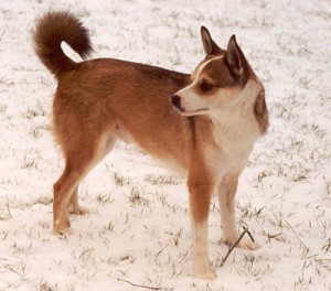 Norvezhskiy_lundehund_2-300x264.jpg