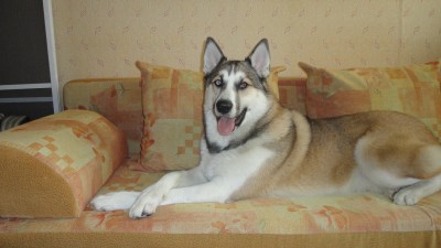 DSC06435 (Копировать).JPG