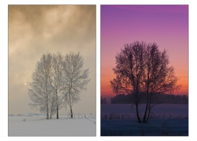 birches.jpg