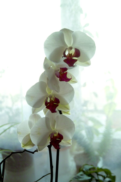 orchid-01.jpg