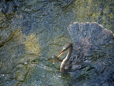 anhinga-bird-everglades.jpg