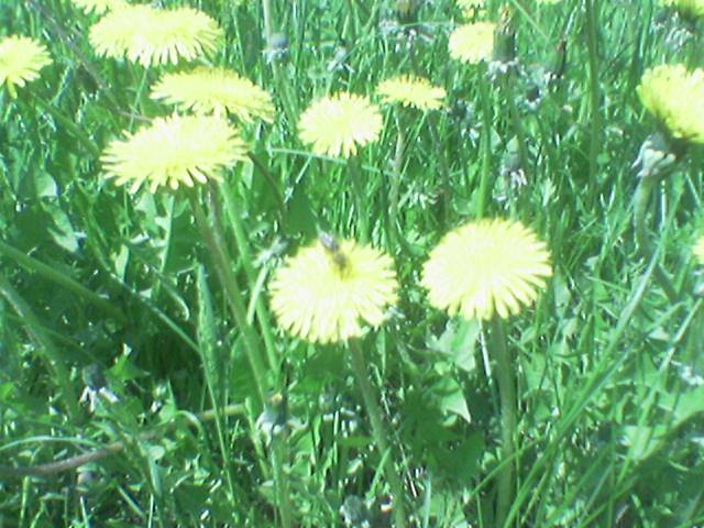 dandelion-2.jpg