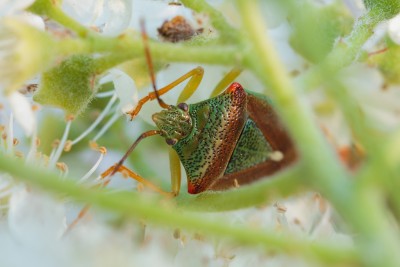 Спрятался (Acanthosoma haemorrhoidale).jpg