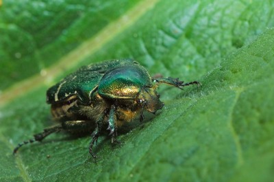 Бронзовка золотистая (Cetonia aurata).jpg