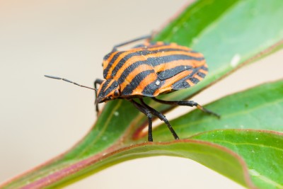 Щитник линейчатый (Graphosoma lineatum).jpg