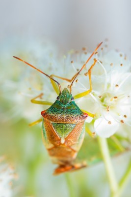 Килевик лиственный (Acanthosoma haemorrhoidale).jpg