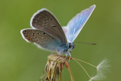 Голубянка (Polyommatinae).jpg