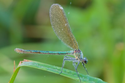 Блестящая красотка (Calopteryx splendens) #2.jpg