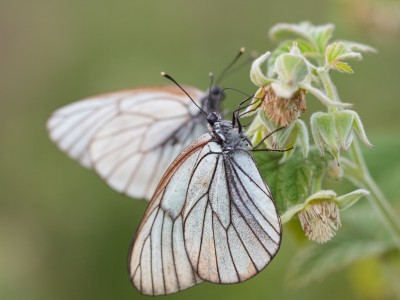 Боярышница (Aporia crataegi).jpg