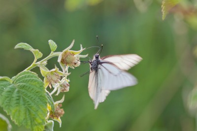 Боярышница (Aporia crataegi), в воздухе.jpg