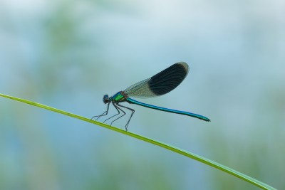 Блестящая красотка (Calopteryx splendens).jpg