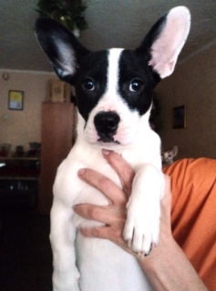 типа франик.jpg