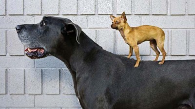dog-great-dane-german-mastiff-danish-hound-600x337.jpg