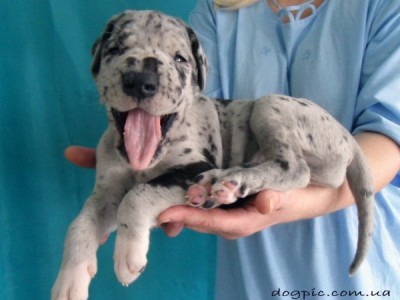 httpdogpic.com_.uashhenok-nemeckogo-doga-pokazyvaet-yazyk-600x450.jpg