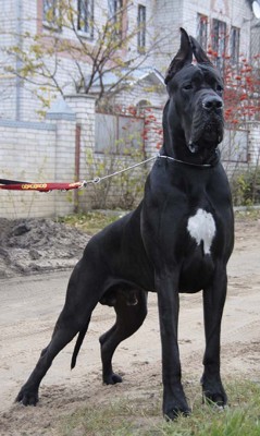 dog_5438_20101121072651.jpg