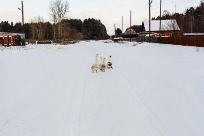 прогулка.jpg