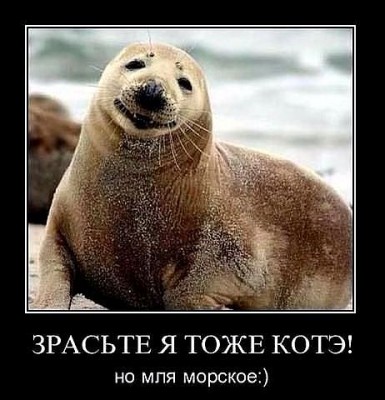 котик.jpeg