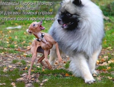 дохлясобака.jpeg