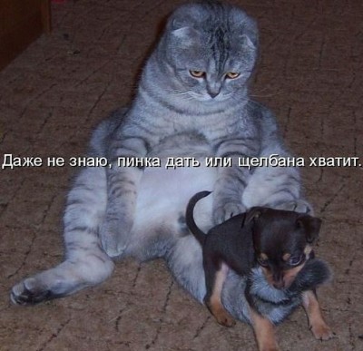 кот щенок.jpeg